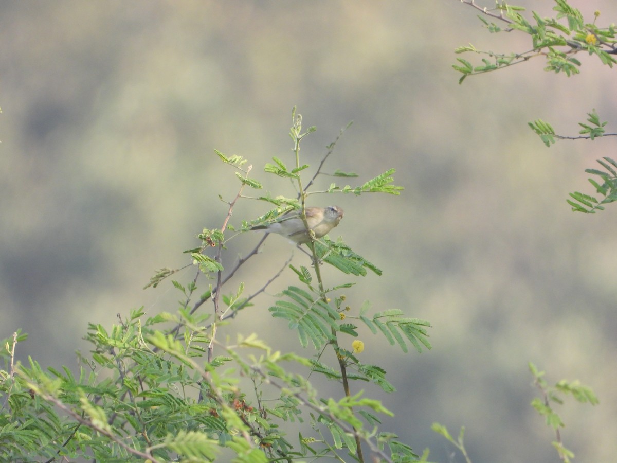 Greenish Warbler - ML645388017
