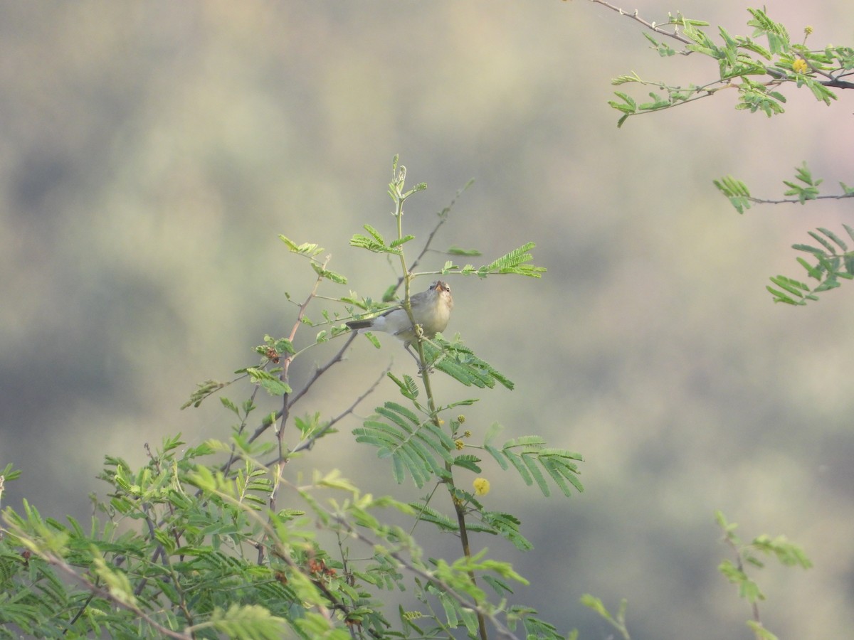 Greenish Warbler - ML645388018