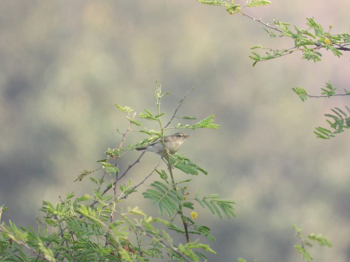 Greenish Warbler - ML645388019