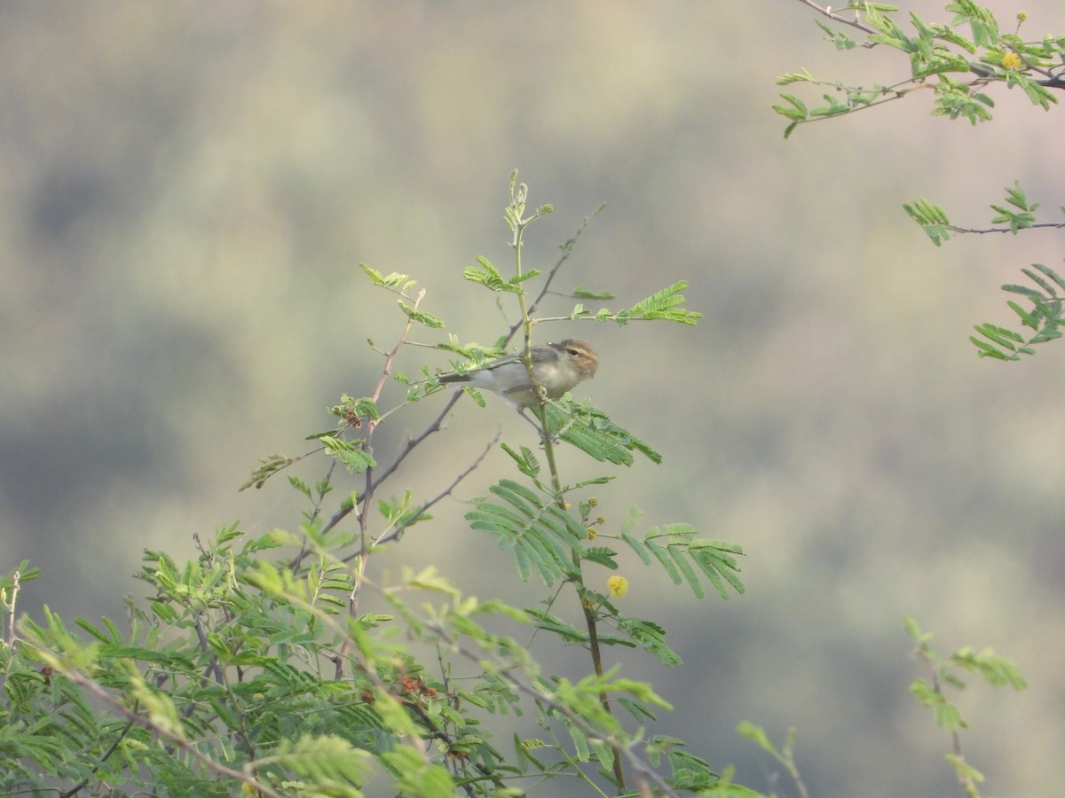 Greenish Warbler - ML645388020