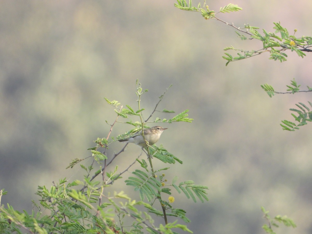 Greenish Warbler - ML645388021
