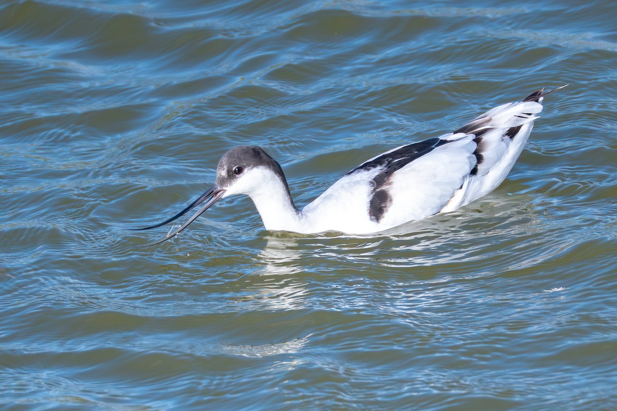 Pied Avocet - ML645388022
