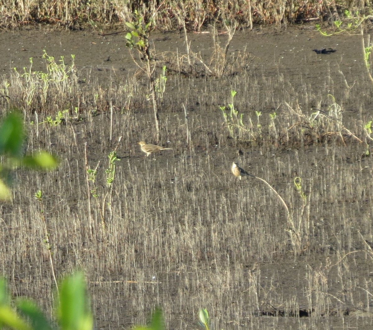 American Pipit - ML645388027