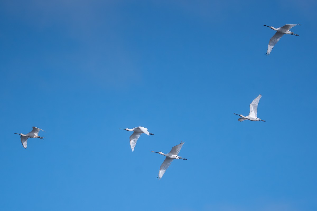 Eurasian Spoonbill - ML645388031