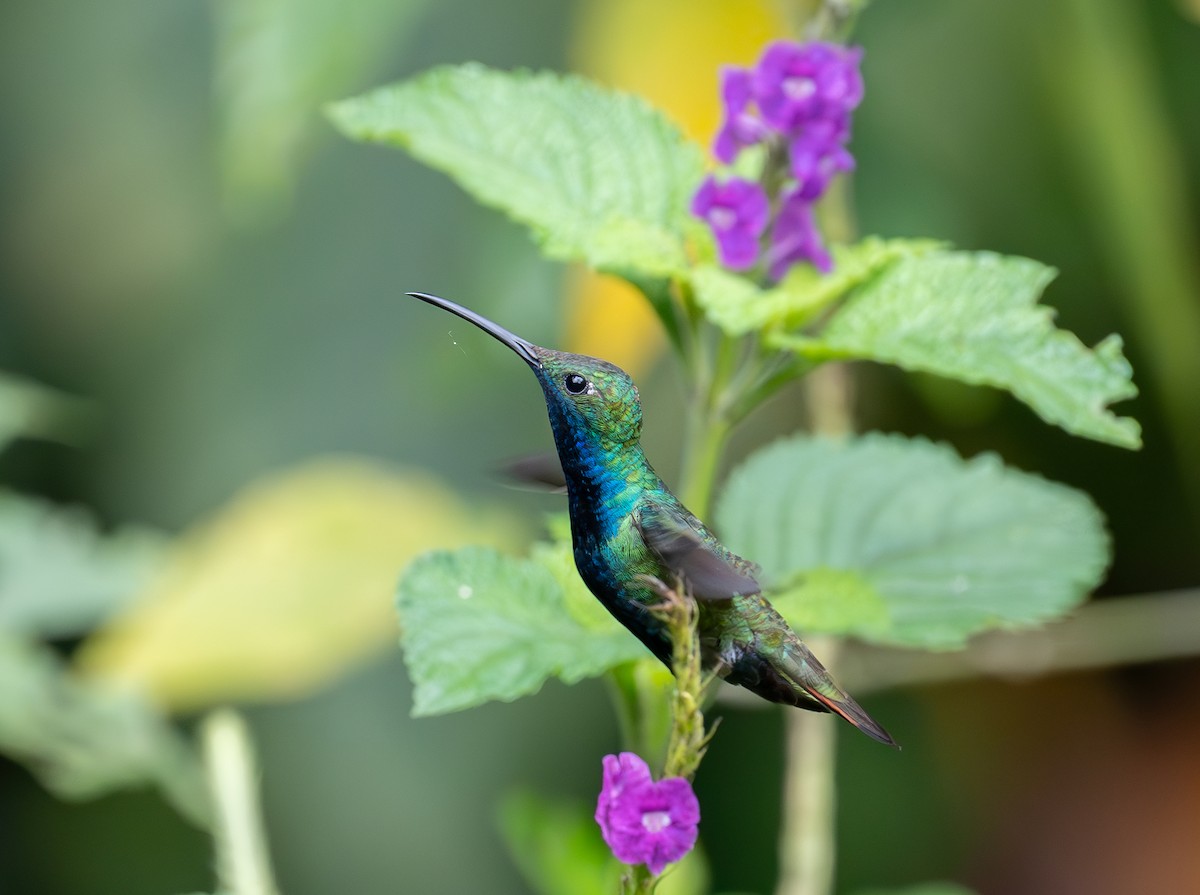 Black-throated Mango - ML645388037