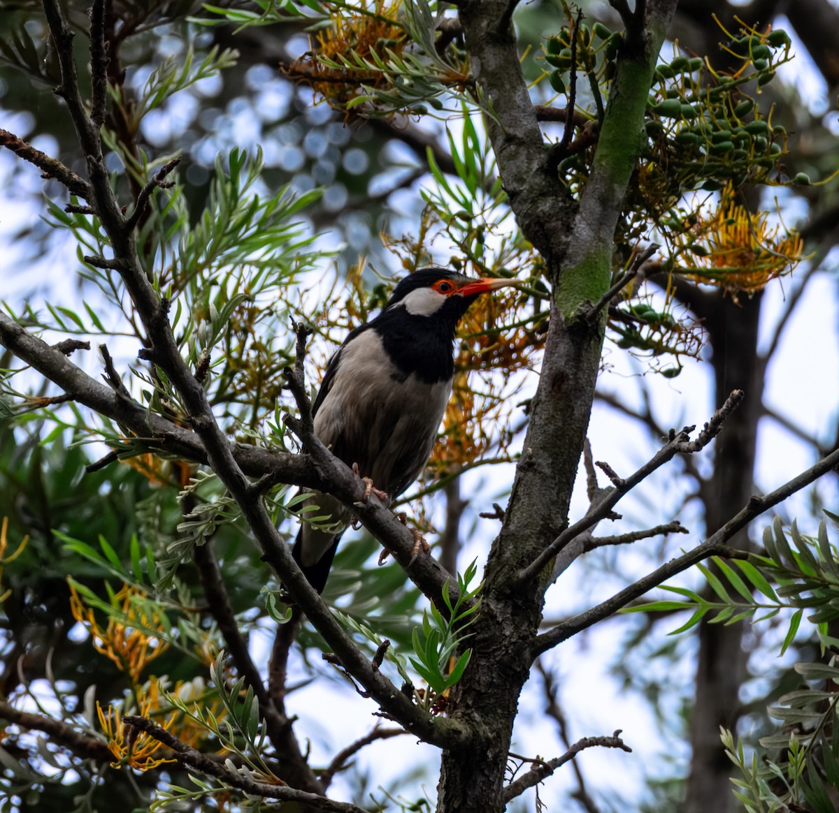 印度鵲椋鳥 - ML645388038