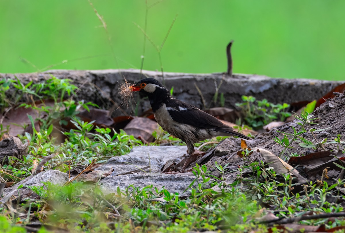 印度鵲椋鳥 - ML645388039