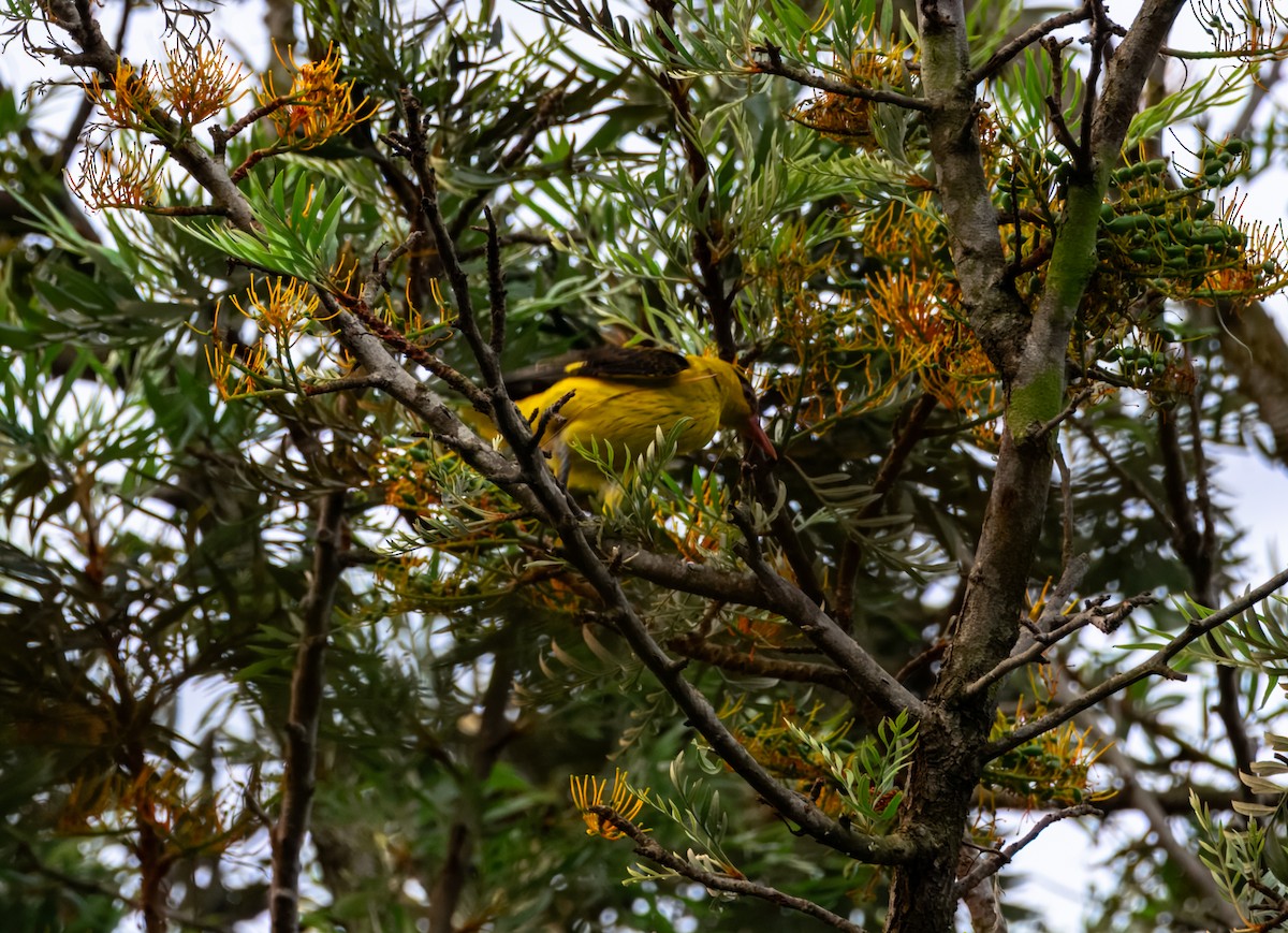 Indian Golden Oriole - ML645388056