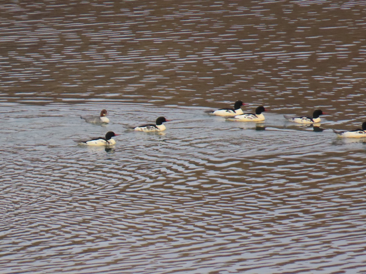 Common Merganser - ML645388062