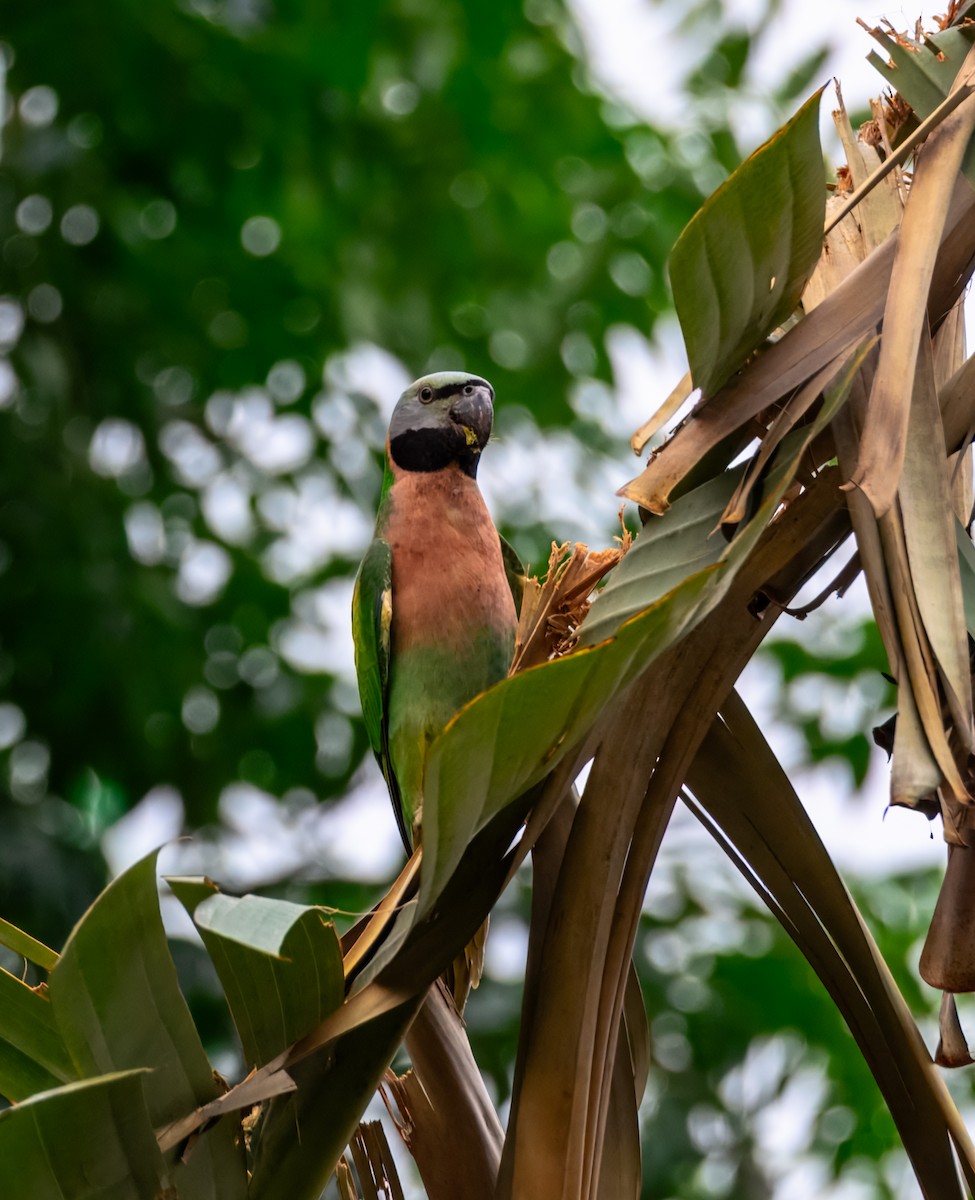 Red-breasted Parakeet - ML645388064