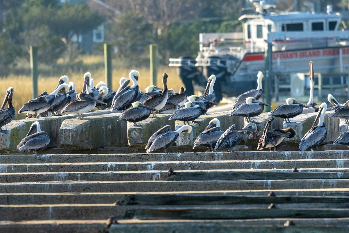 Brown Pelican - ML645388085