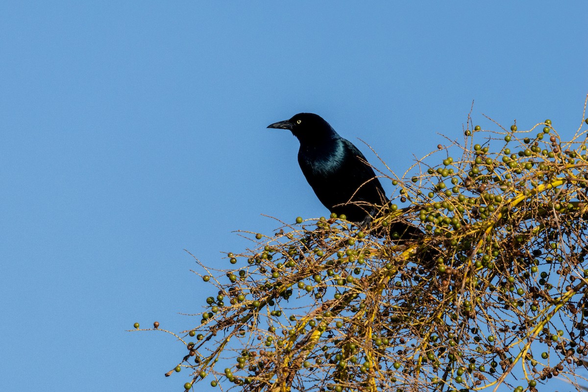 Boat-tailed Grackle - ML645388091