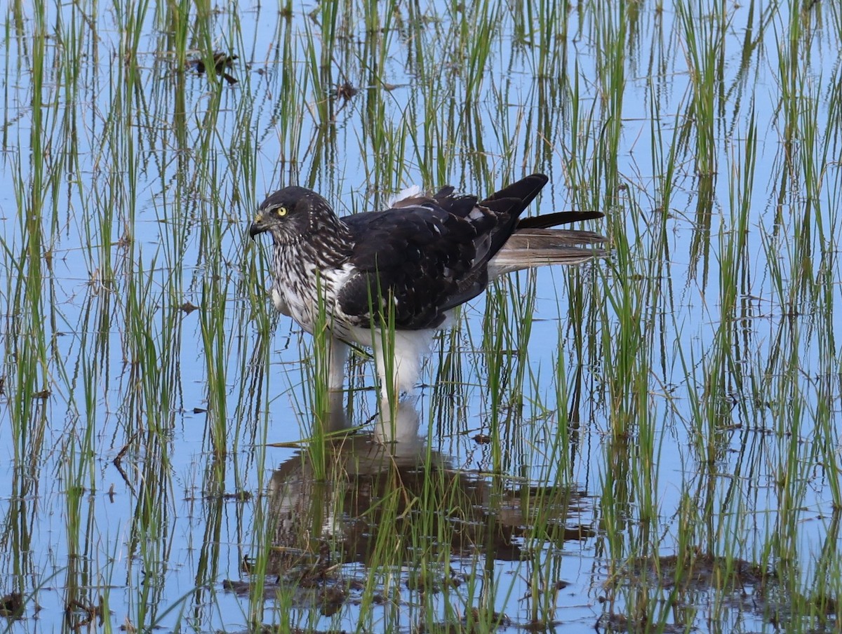 Malagasy Harrier - ML645388092
