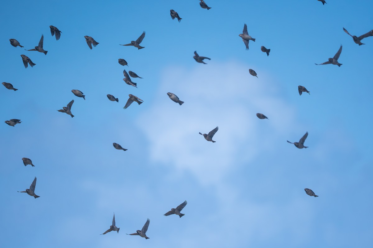 House Sparrow - ML645388095