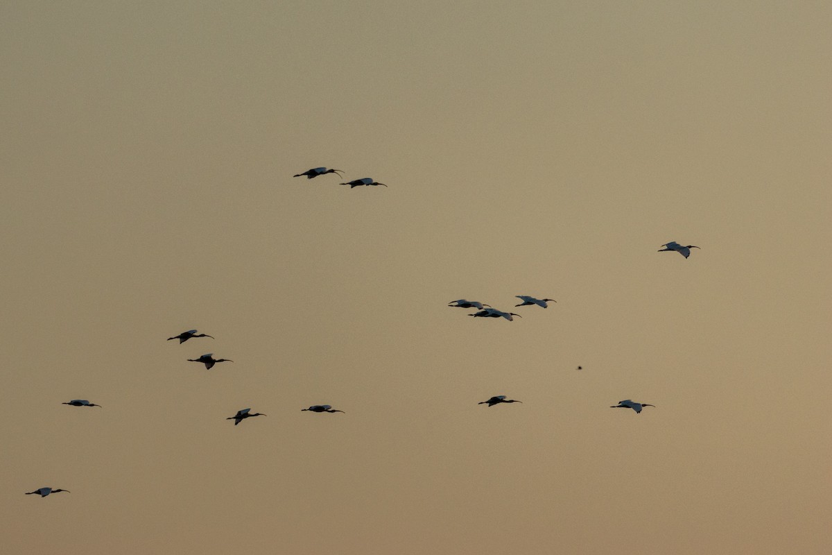 White Ibis - ML645388096