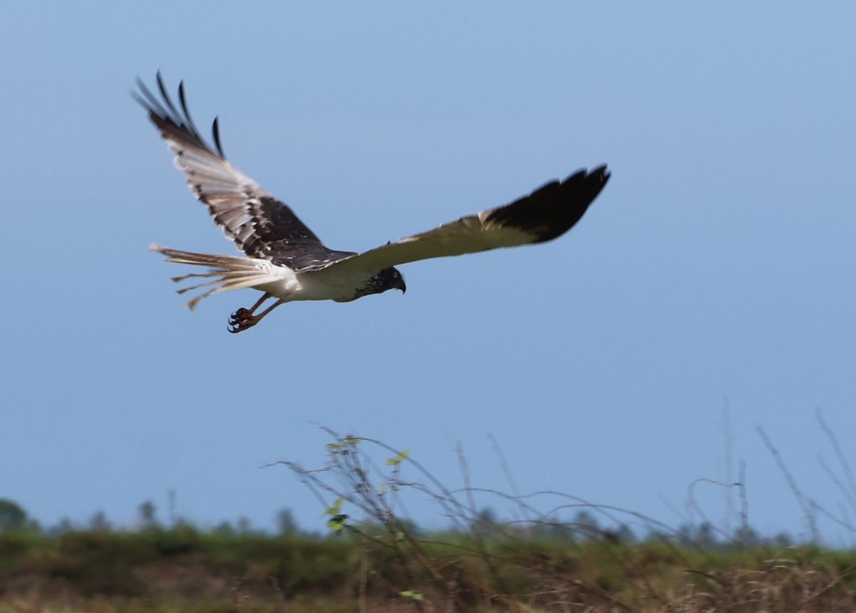 Malagasy Harrier - ML645388097