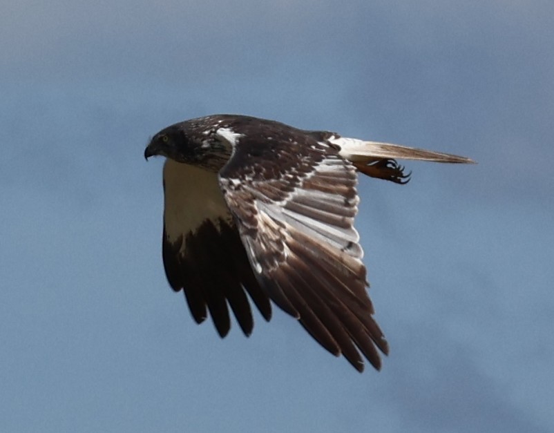 Malagasy Harrier - ML645388100