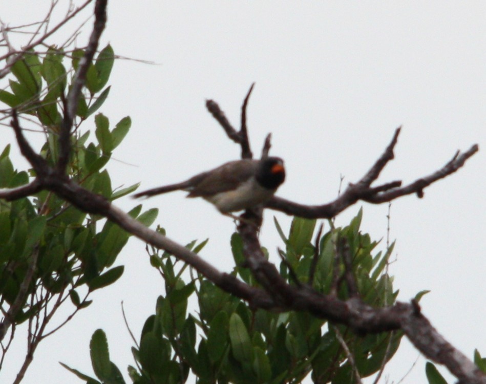 Black-throated Saltator - ML645388101
