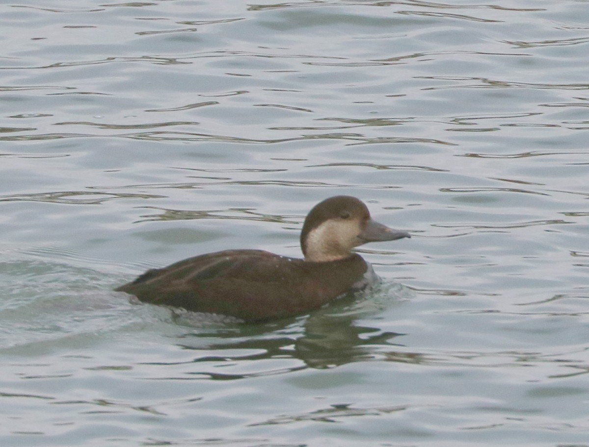 Black Scoter - ML645388107