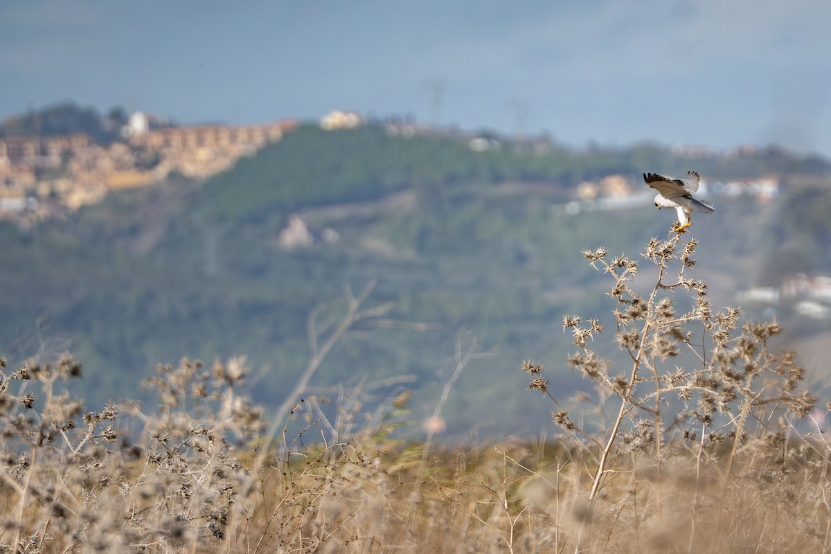 Black-winged Kite - ML645388111