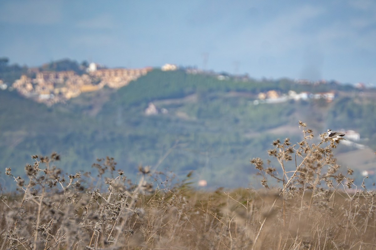 Black-winged Kite - ML645388112