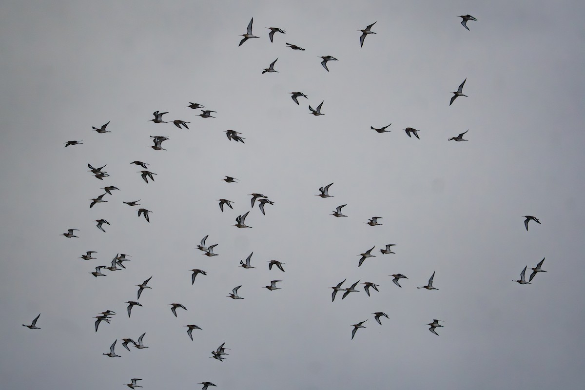 Black-tailed Godwit - ML645388114