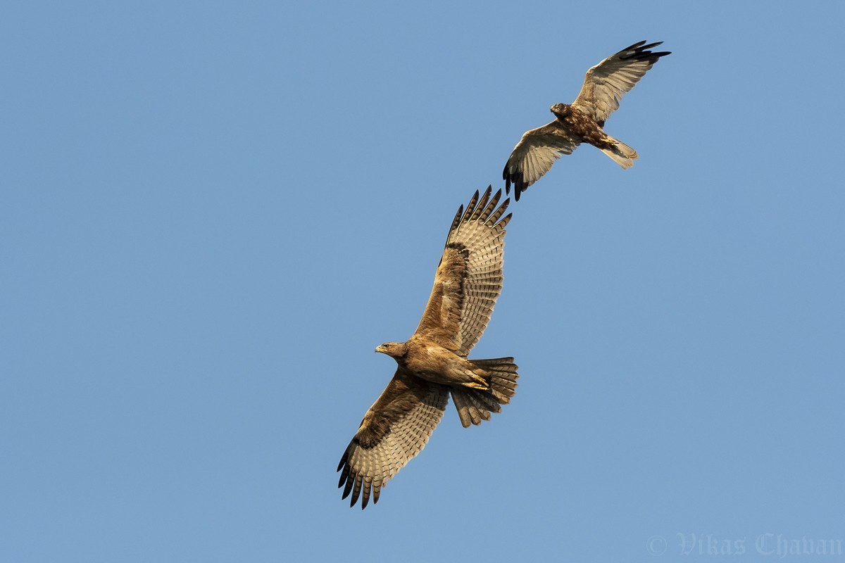 Bonelli's Eagle - ML645388117