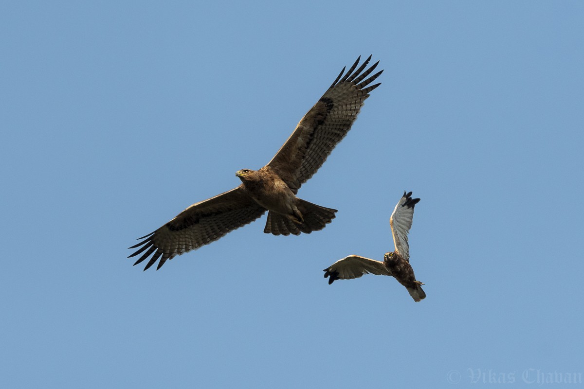 Bonelli's Eagle - ML645388118