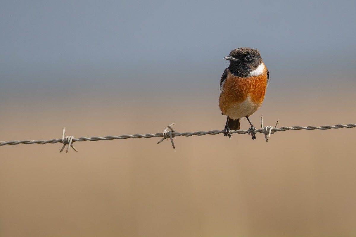 European Stonechat - ML645388119