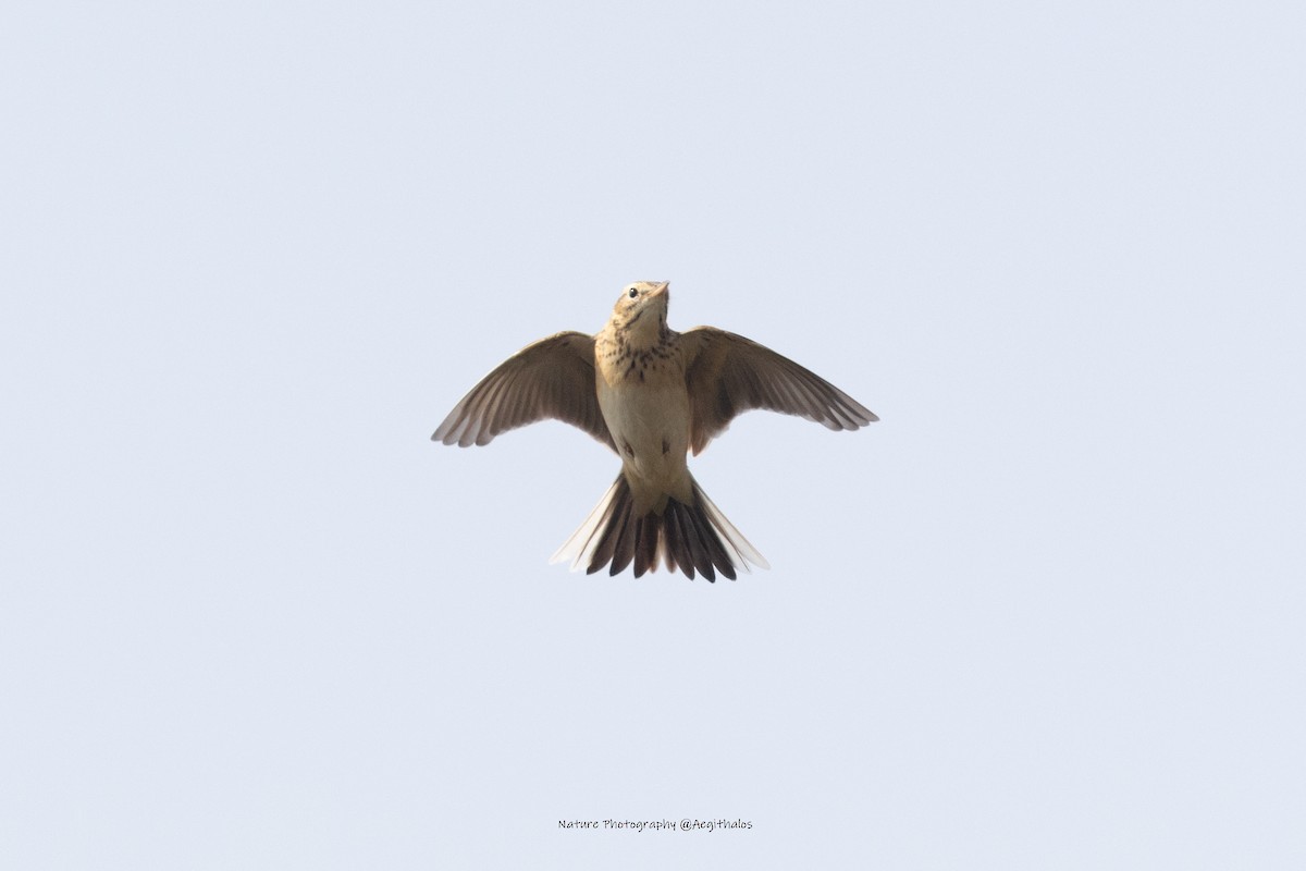 Richard's Pipit - ML645388127