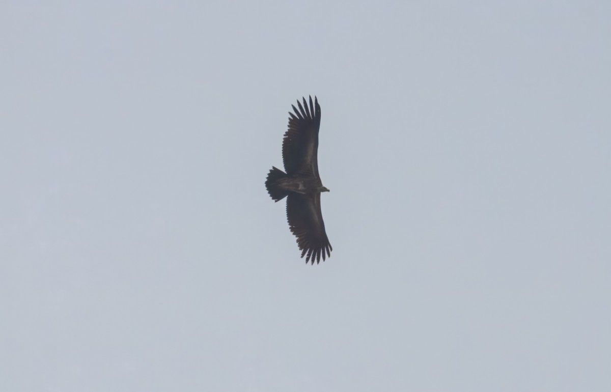 Himalayan Griffon - ML645388130