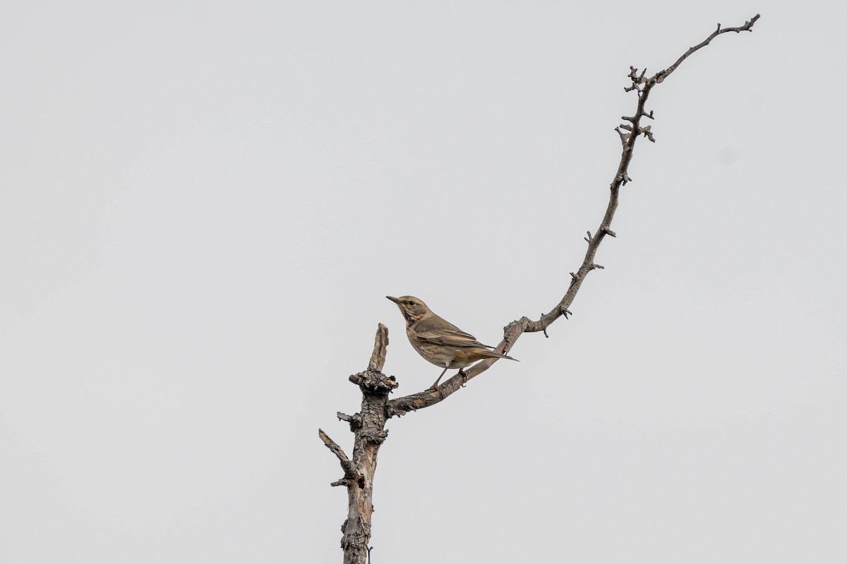 Kızıl Kanatlı Ardıç - ML645388133