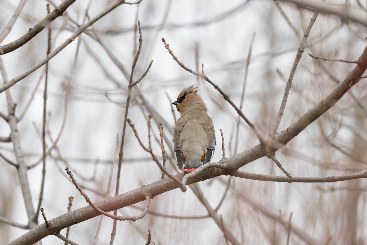 Japanese Waxwing - ML645388139