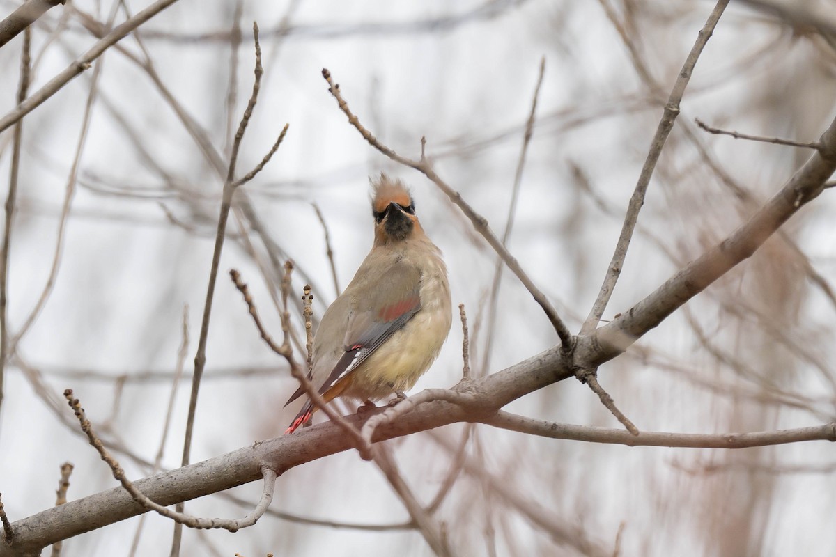 Japanese Waxwing - ML645388140