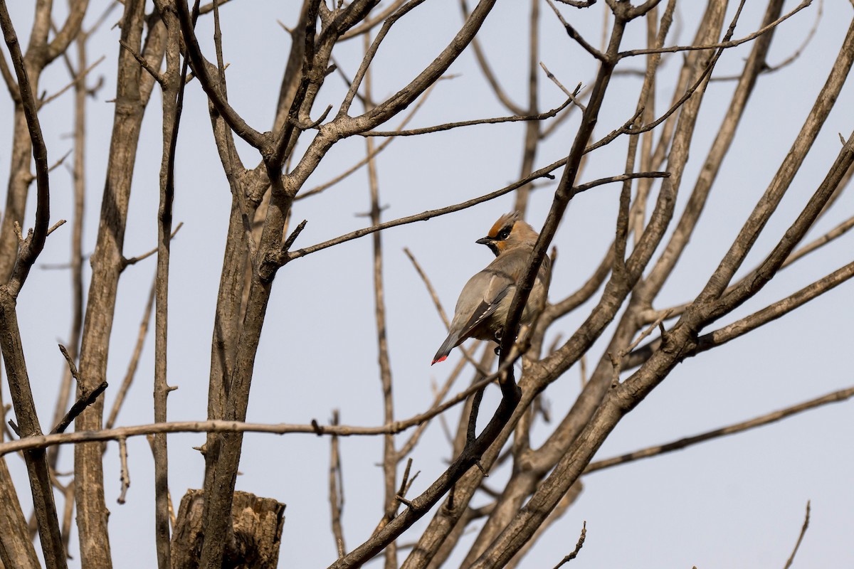 Japanese Waxwing - ML645388141