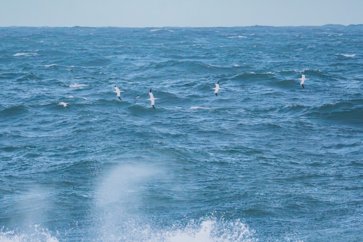 Northern Gannet - ML645388143