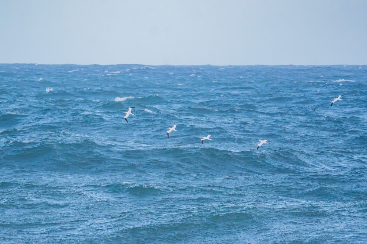 Northern Gannet - ML645388144