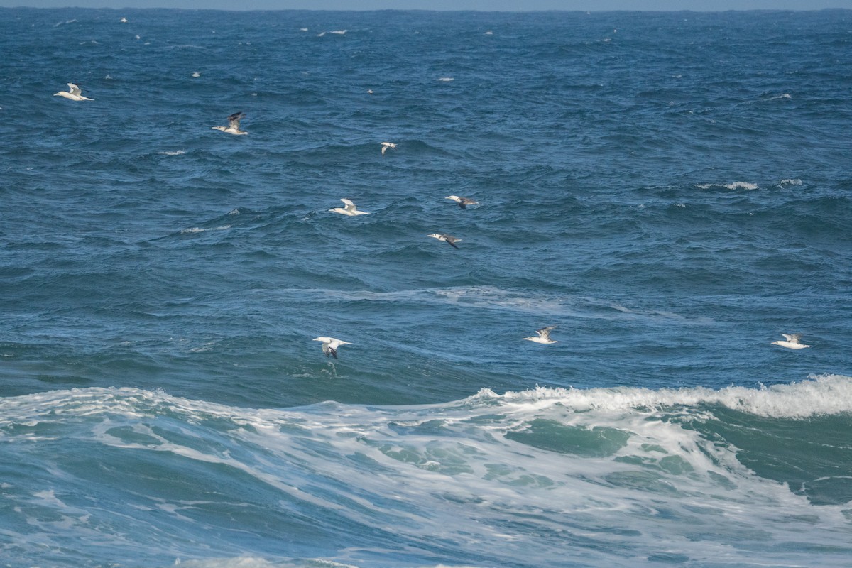 Northern Gannet - ML645388145