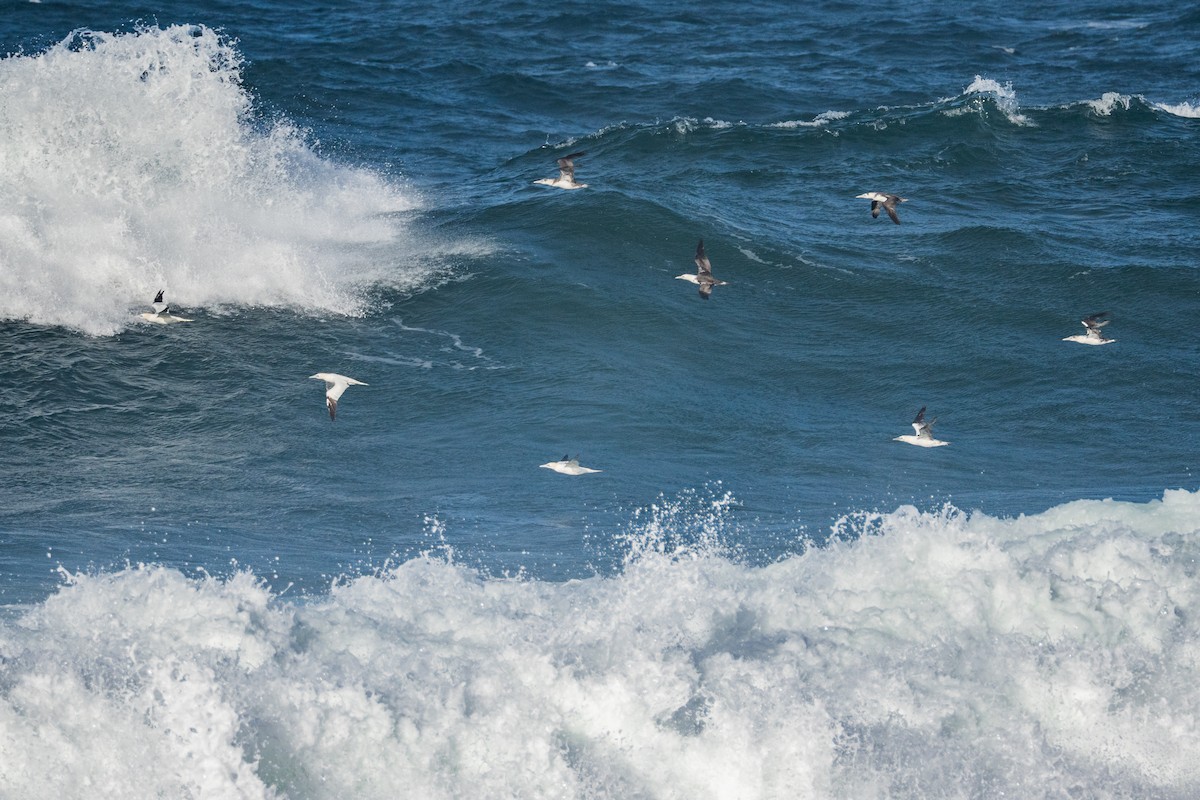 Northern Gannet - ML645388146