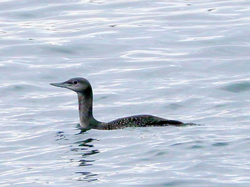 Plongeon catmarin - ML645388149