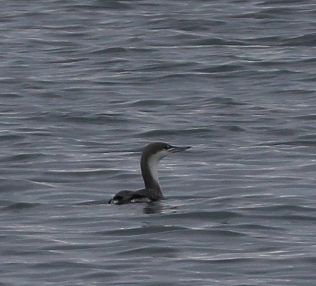 Pacific Loon - ML645388161