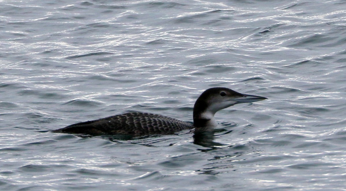 Strolaga maggiore - ML645388163