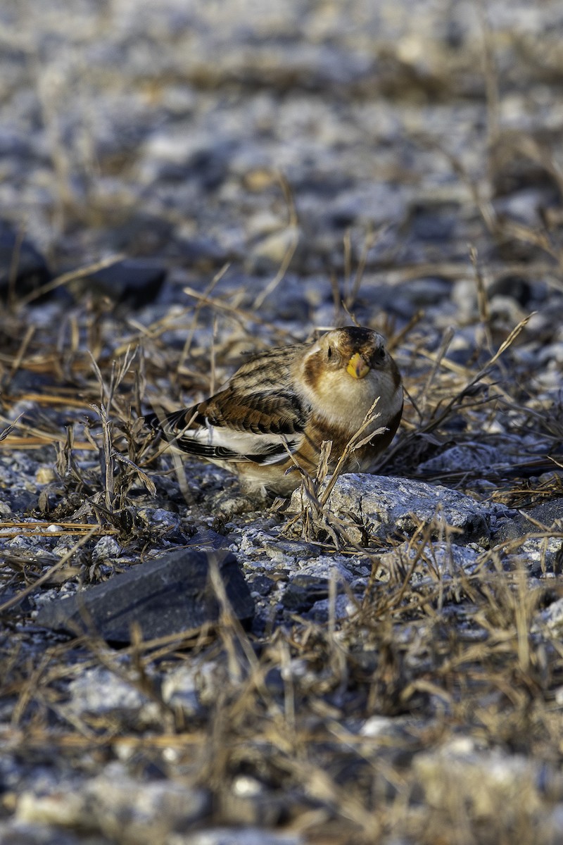 Snow Bunting - ML645388179