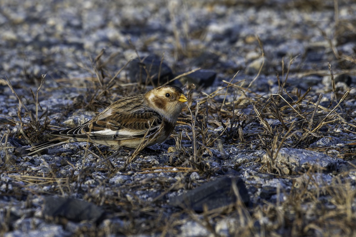 Snow Bunting - ML645388180