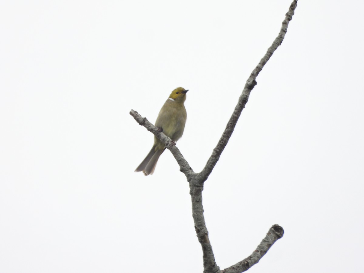 hvitsmykkehonningeter - ML645388221