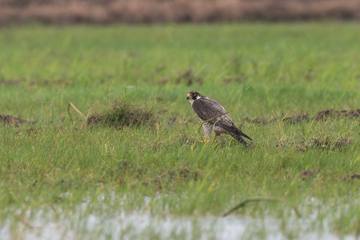 Peregrine Falcon - ML645388227