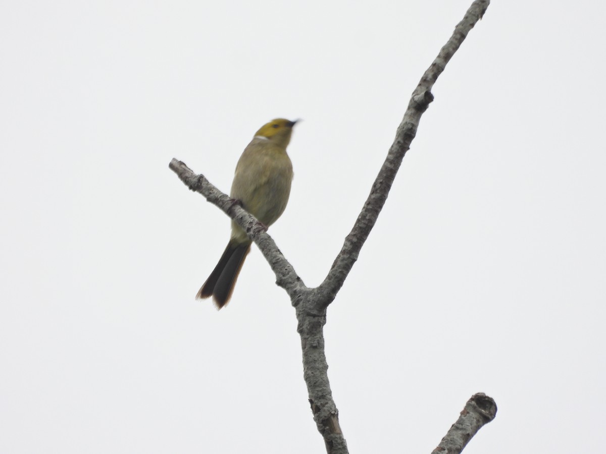 hvitsmykkehonningeter - ML645388229