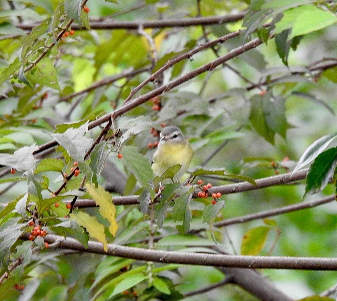 Bireo filadelfiarra - ML645388237