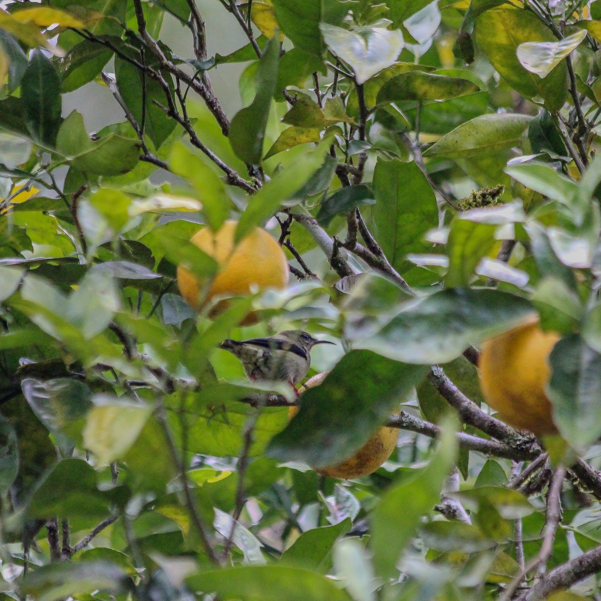 Red-legged Honeycreeper - ML645388240