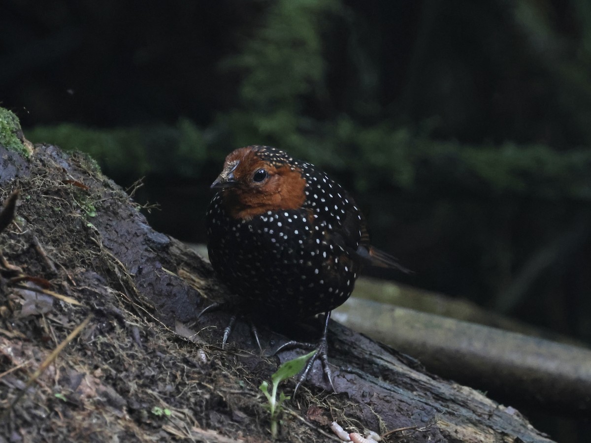 Ocellated Tapaculo - ML645388241